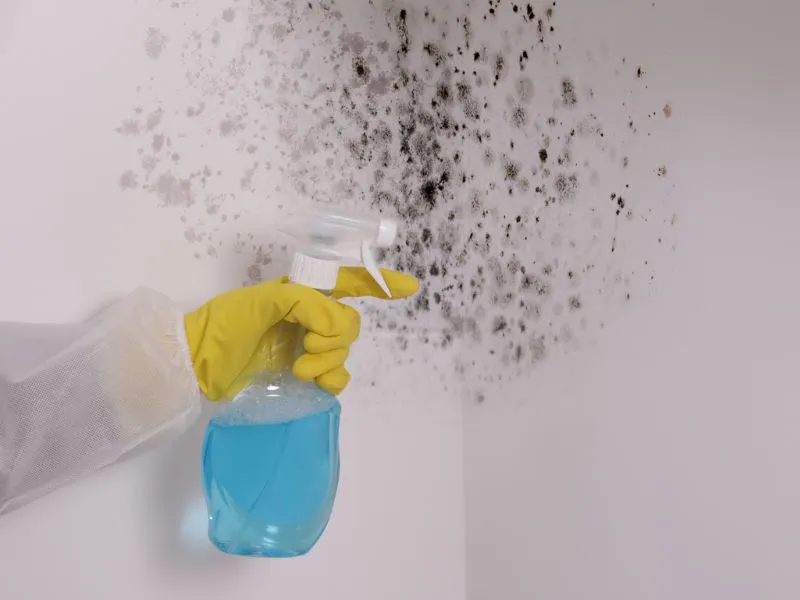 A penész megelőzése egyáltalán nem bonyolult.