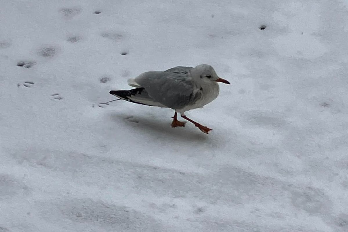 Sirály a hóban Budapesten.
