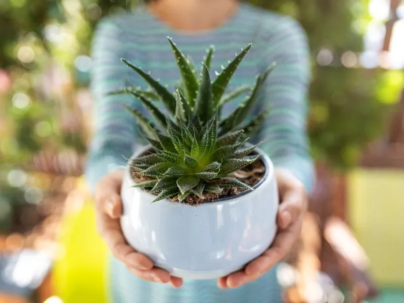 Légtisztító növények otthonra