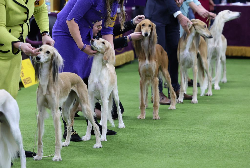 150th Westminster Dog Show