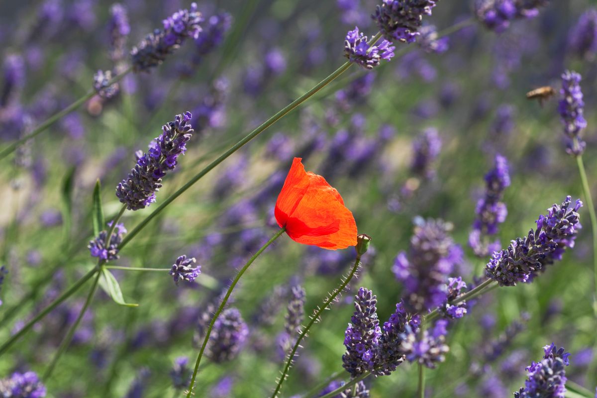 A virágok jelentése a viktoriánus korban