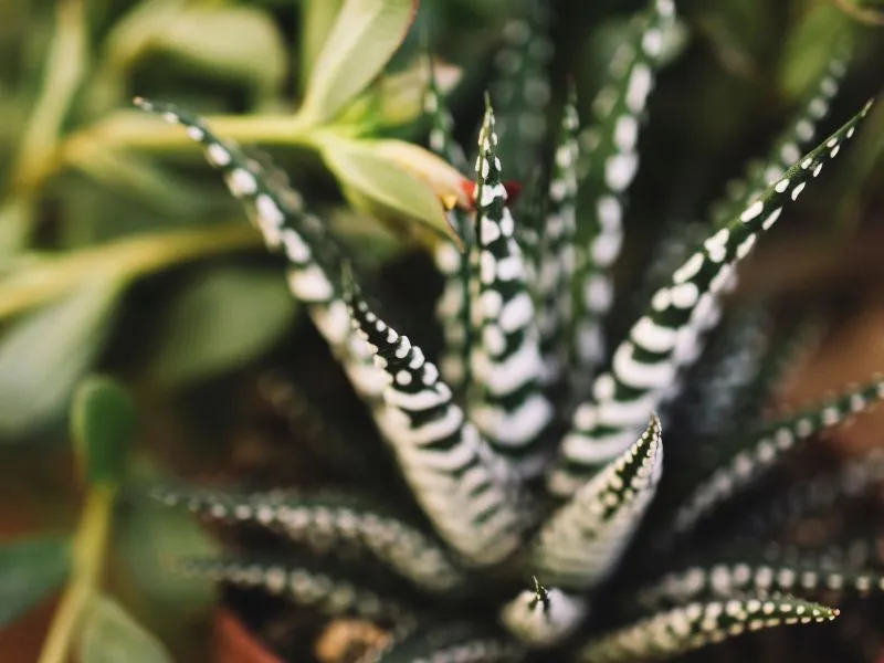 Tűző nap? Száraz föld? Ezeket a növényeket ez nem zavarja
