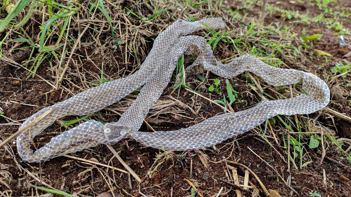 Egy indiai menyasszony ilyen kígyóbőrt helyezett az ágyára