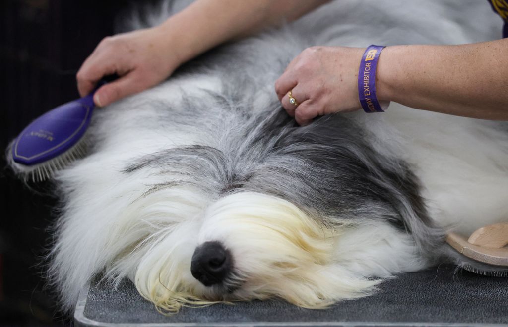 150th Westminster Dog Show