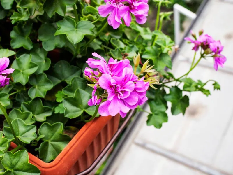 Így gondozd a muskátlit