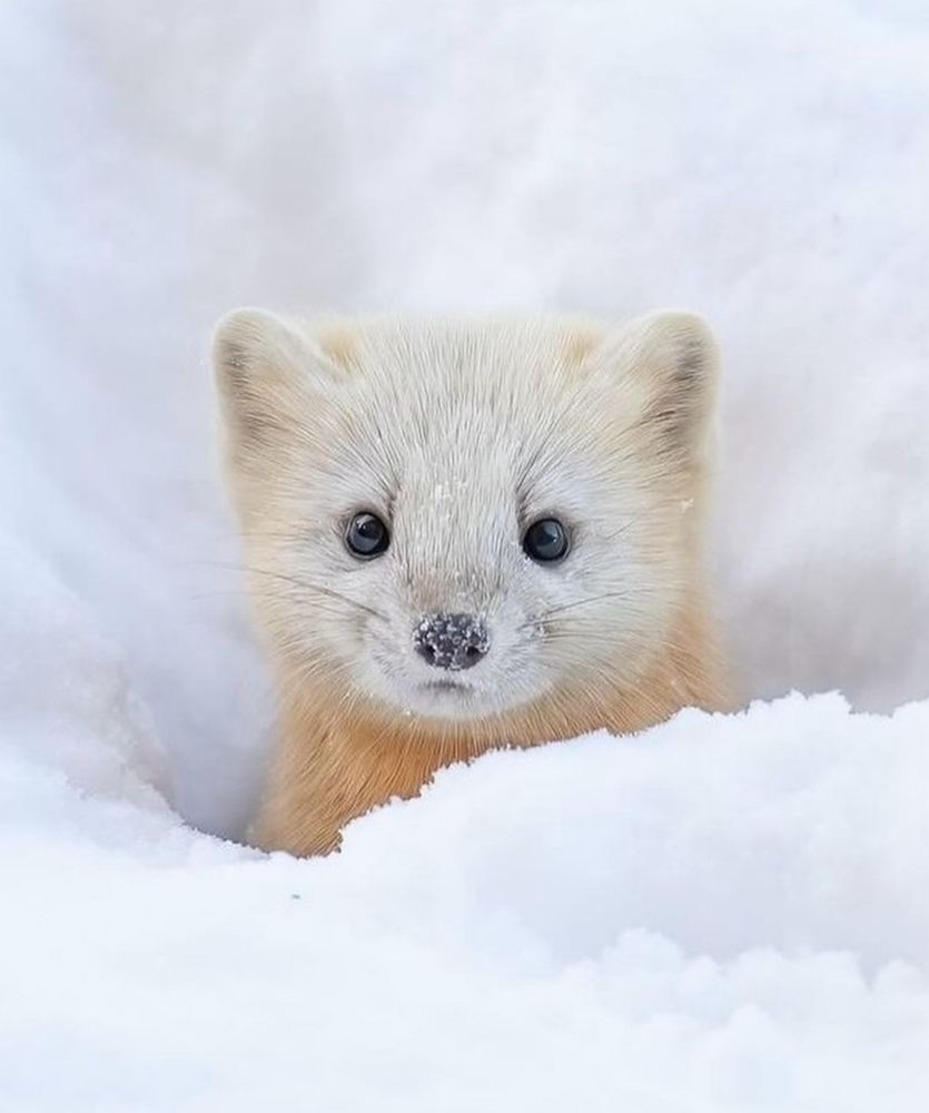 japán nyuszt a hóban