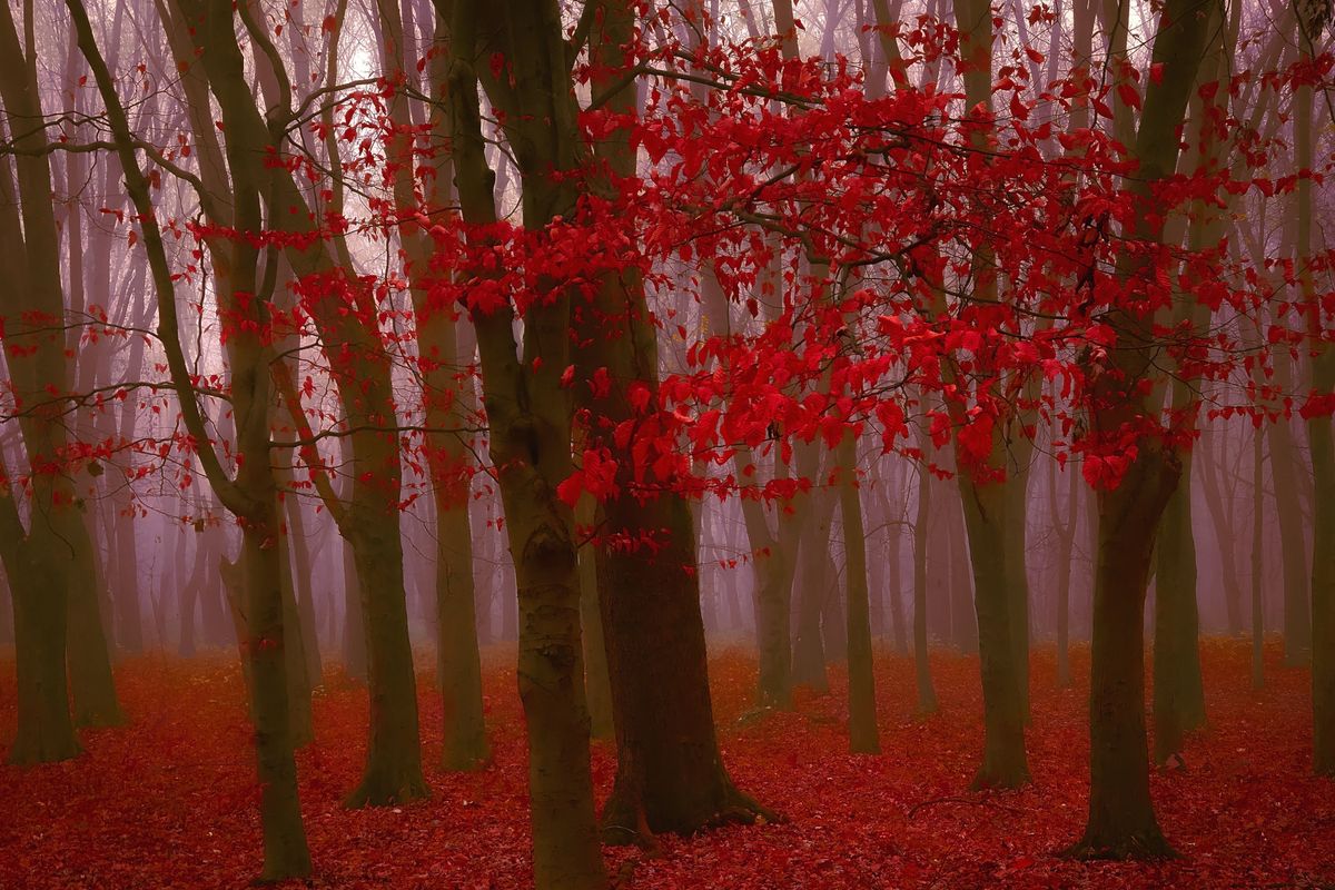 Pszichofabula, mely elmondja, hogy mit értékelsz igazán az életben.