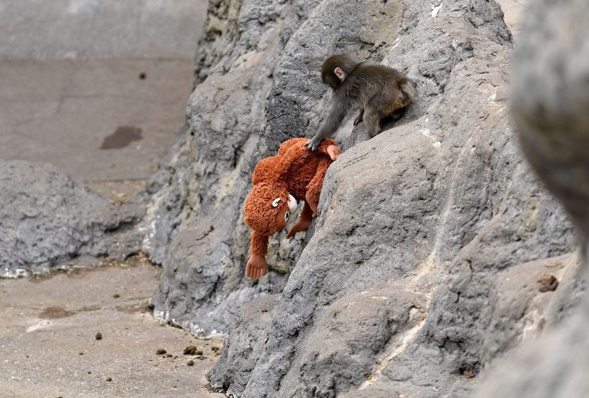 Punch, a kismajom és a plüssfigurája