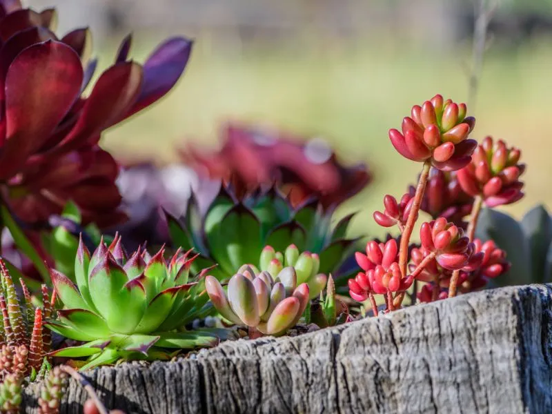 10 növény, ami jobban bírja a kánikulát, mint te