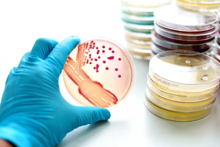 A gyógyszerrezisztens szuperbaktériumok egyre nagyobb fenyegetést jelentenek világszerte