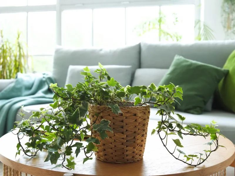 Légtisztító növények otthonra