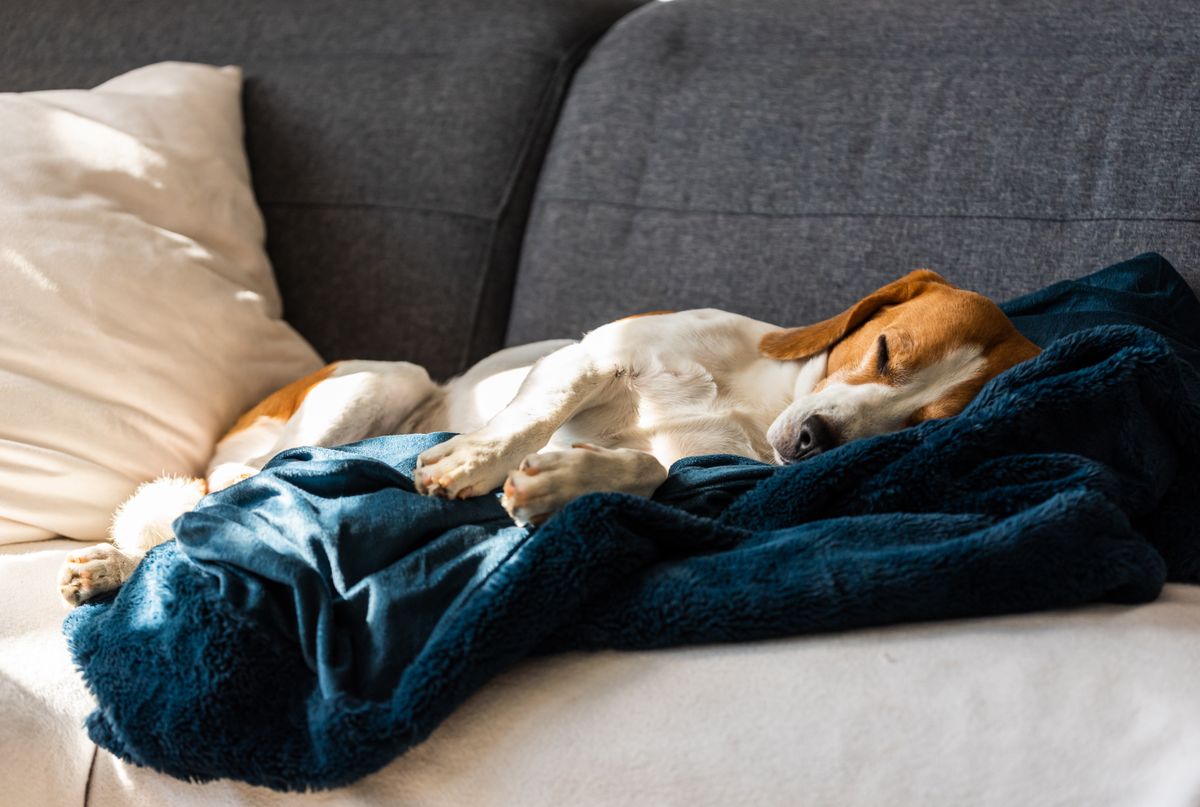 háziállat nyugodt alvás