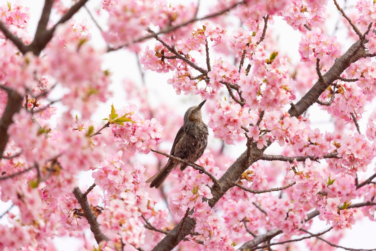 cseresznyevirágzás, a tavasz kezdete