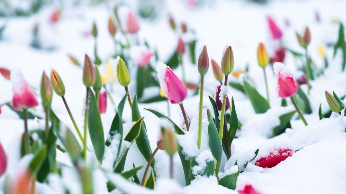Érkezik a márciusi havazás, sokak kertje nézhet ki hasonlóan