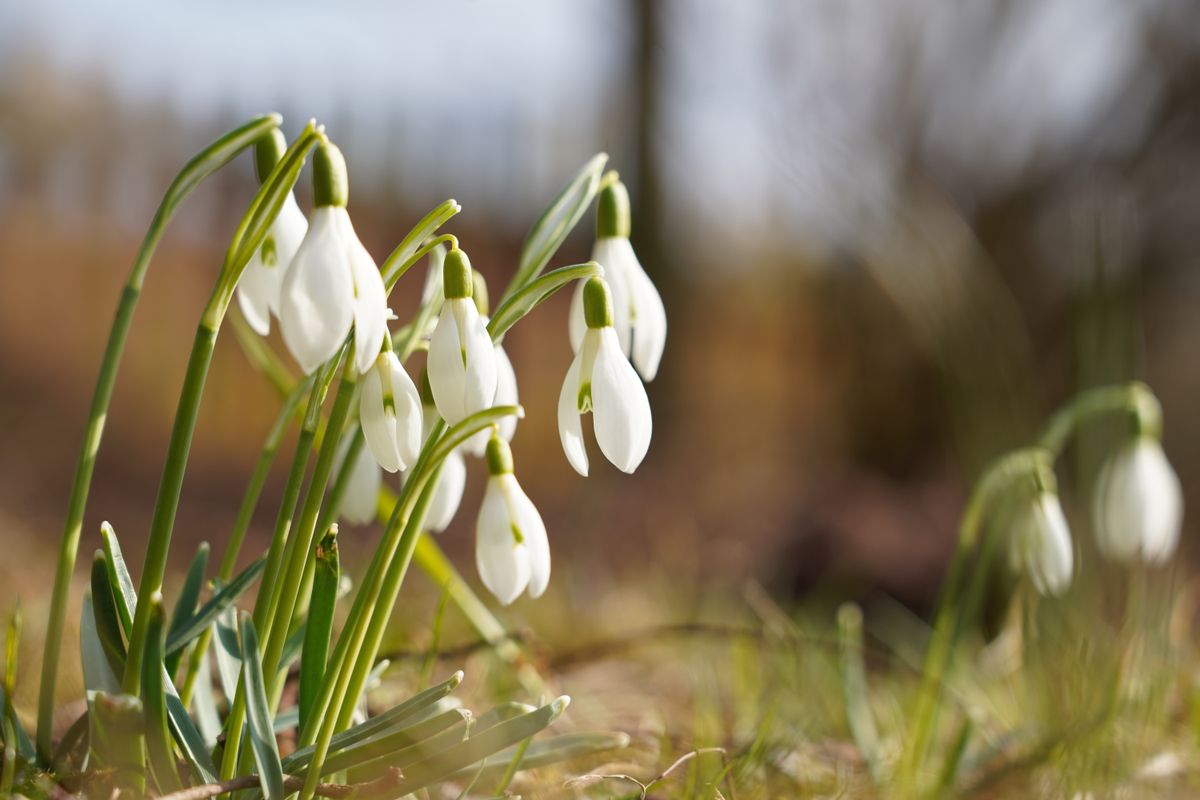 tavaszi virág: hóvirág