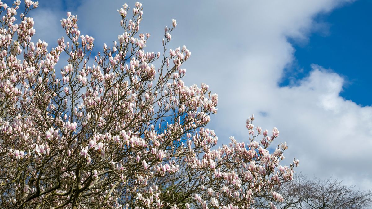 Meglepetést tartogat az időjárás: csodás, tavaszias napok jönnek