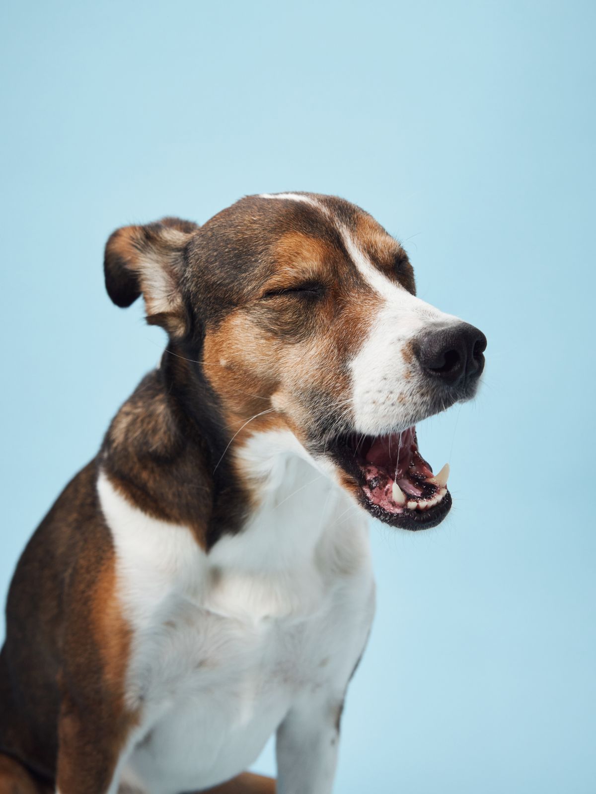 Egy kutya sóhajtás közben.