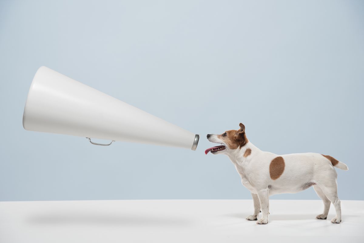 A kutyaugatást lefordító nyakörv feltalálói azt ígérik, hogy végre megérthetjük, mire vágynak a kedvenceink