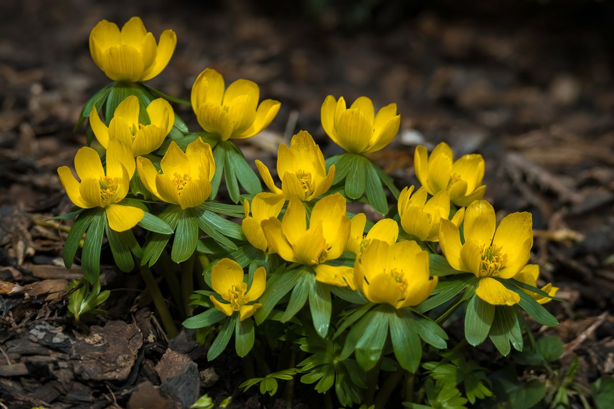 tavaszi virág: Sárga téltemető.