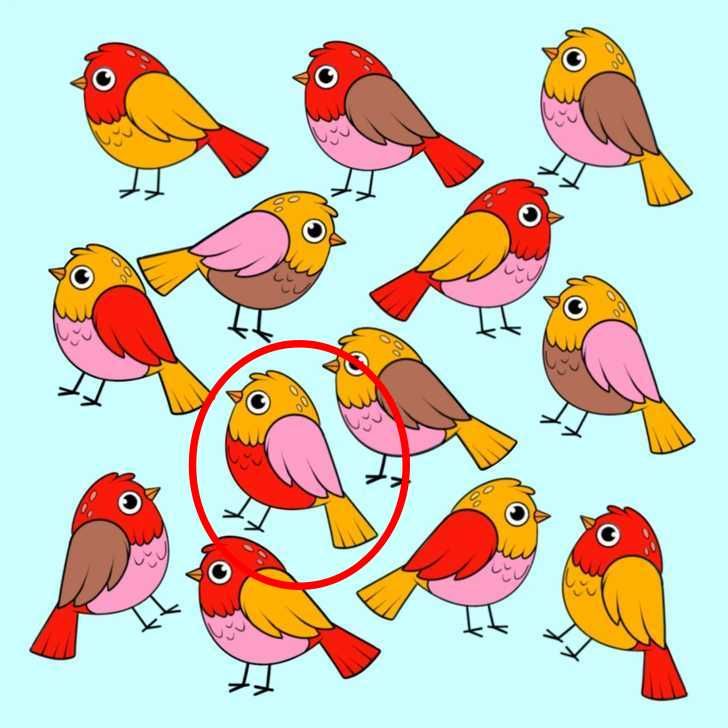 Különleges madár IQ-teszt megoldással