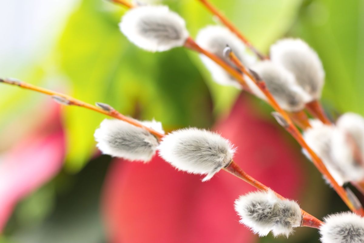 A virágvasárnap egyik kiemelt jelképe a barka.