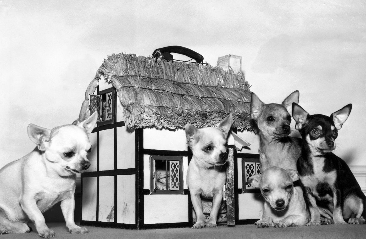 A csivava története