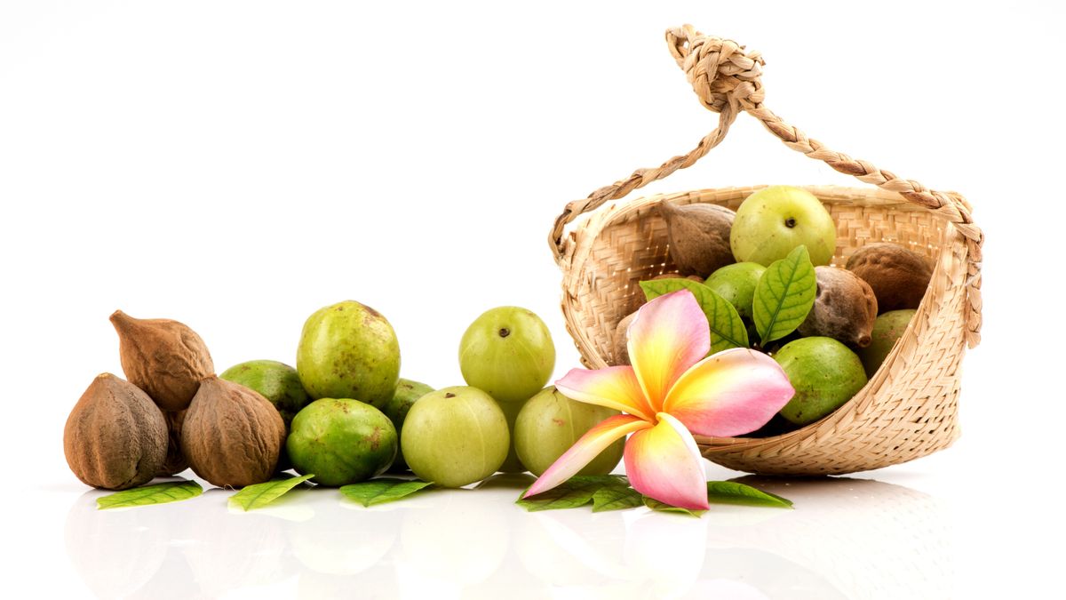 fekete balzsamdió, magazinos módon fényképezve