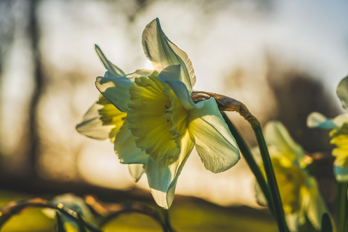 Beautiful white to yellow narcis up close lit from behind by the sun