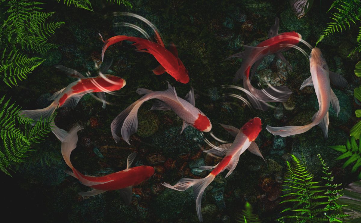 feng shui lakberendezés - koi pontyok kép
