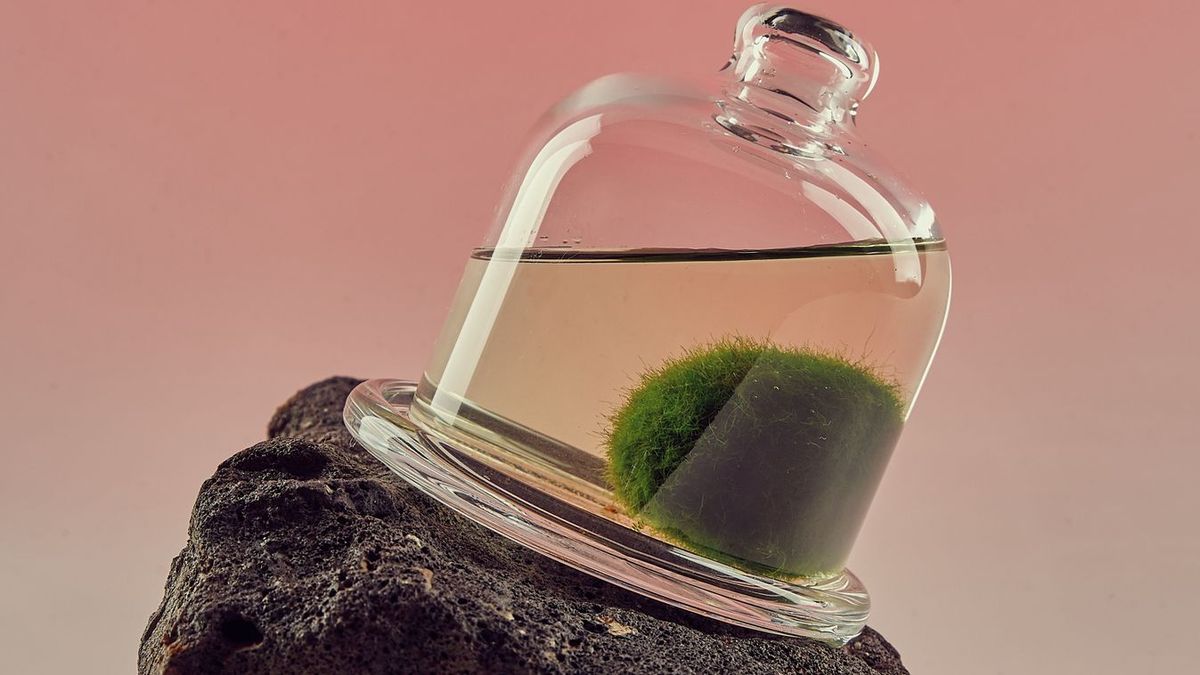 Gömbmoha vízben, a macska cikkhez.