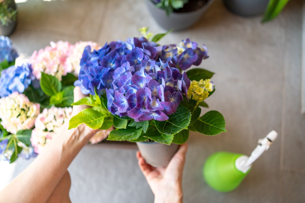 Hogyan lesz kék a hortenzia? hortenzia kékítése