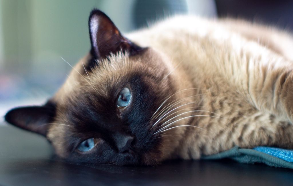 A sziámi cicákat a macskavilág kutyáinak is becézik. Nagyon okosak és játékosak, így a kisgyerekek levezethetik velük együtt a felesleges energiáikat.