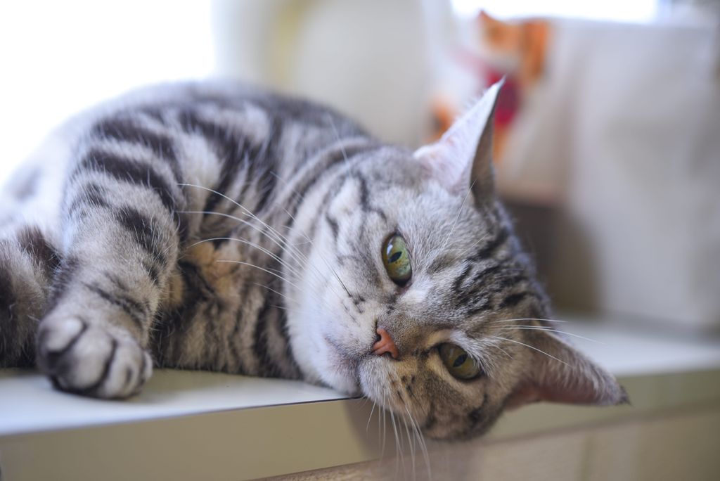 Az amerikai rövidszőrű cicák játékos és kíváncsi természetükről ismertek. Azonban ők is szeretnek sokat lustálkodni.