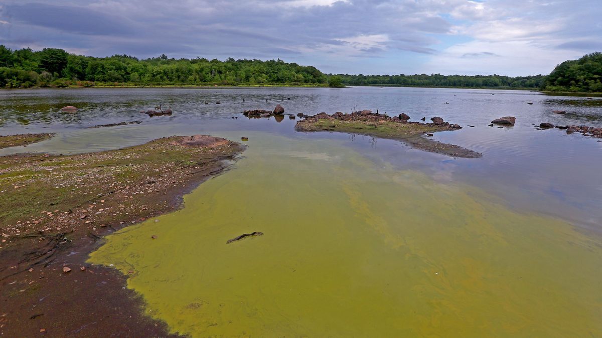 húsevő baktériumok Long Islanden