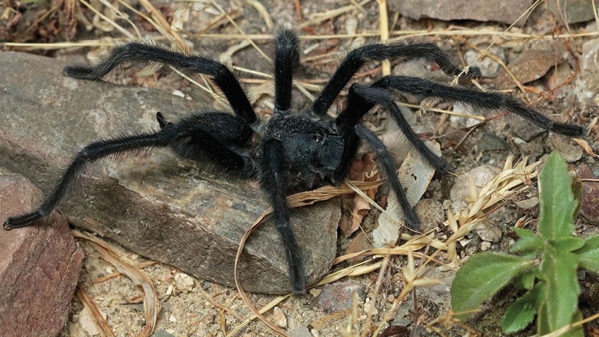A szatírkirály pók hímjei rendelkeznek a legnagyobb szaporítószervvel a faj tagjai közül