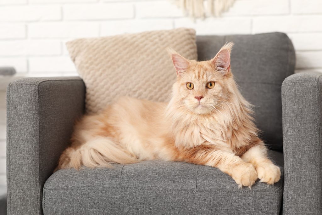 Ne ijesszen meg a nagy termetük. A maine coon cicák is nyugodt, emberbarát természetükről híresek, emellett nagyon okosak és kíváncsiak.