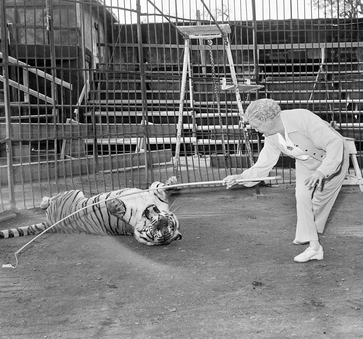 With a whip and a wary eye, Mabel Stark teaches Goldie in the animal compound at Thousand Oaks, Calif., March 24, 1961. Goldie is one of five tigers arrived from India which are being trained by Miss Stark.,Image: 593837750, License: Rights-managed, Restrictions: This content is intended for editorial use only. For other uses, additional clearances may be required., Model Release: no