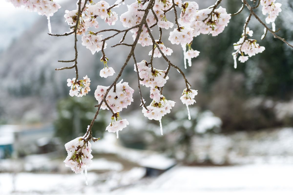 A fagyosszentek idején Európa-szerte tartanak a hirtelen lehűlésektől, amelyek komoly károkat okozhatnak a kertekben