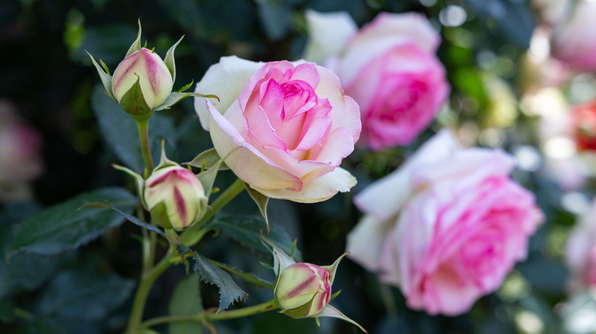 A rózsa meghálálja a törődést.