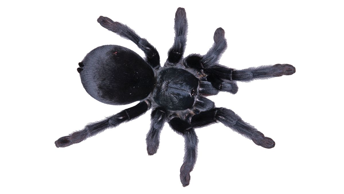 A nőstény szatírkirály pókok annyira vadak a párosodás terén, hogy életveszélyesek lehetnek a társaikra
