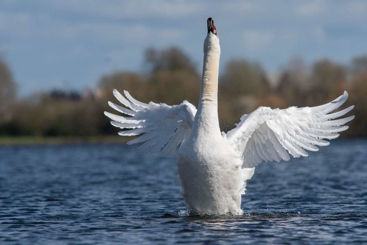 A helyieket sokkolta, hogy megölték a hattyút, aki évek óta a tó kedvence volt. A hattyúról készült kép illusztráció.