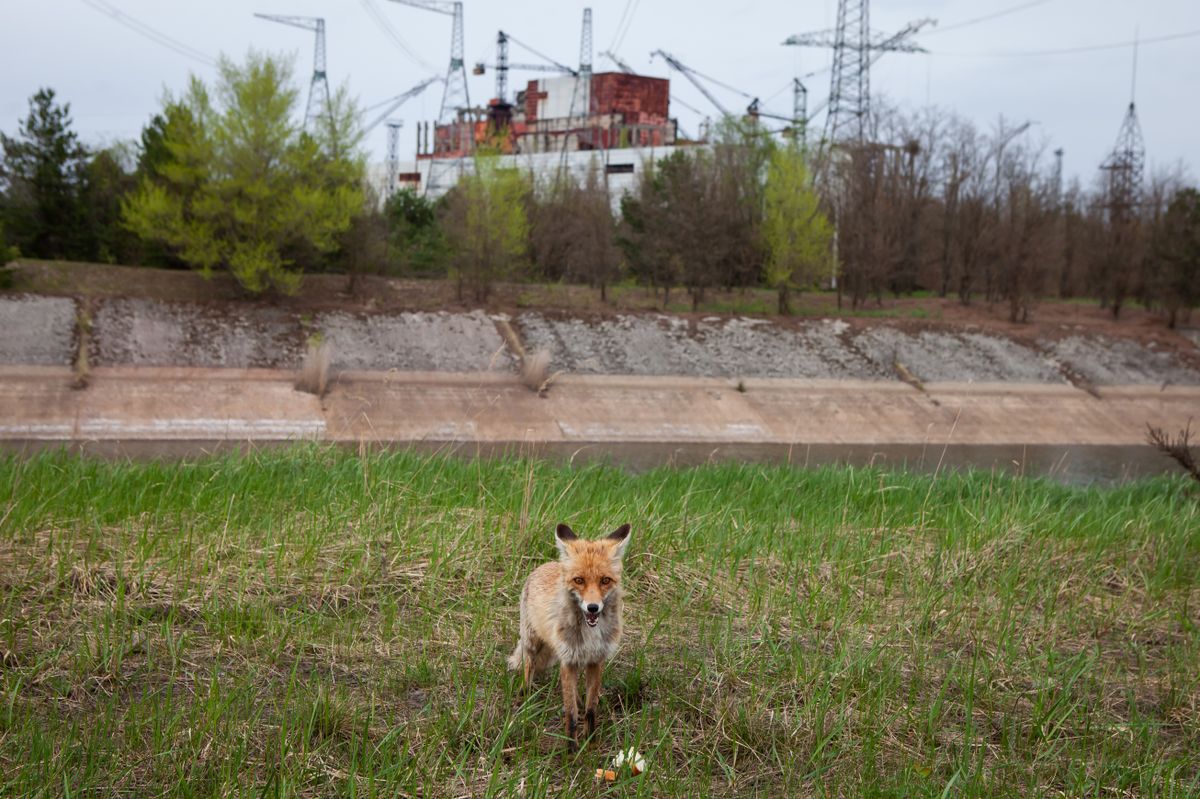 PRYPIAT, UKRAINE - APRIL 25: A fox walks near the Chornobyl Nuclear Power Plant on April 25, 2018 in Prypiat, Kyiv Oblast, Ukraine. On Sunday April 26, 1986, at the Chornobyl (Chernobyl) Nuclear Power Plant near Prypiat, reactor #4 exploded. For the entire time of the nuclear energy existence, this disaster has been referred to as the world's worst nuclear power plant accident. (Photo by Yevhenii Zavhorodnii/Global Images Ukraine via Getty Images)