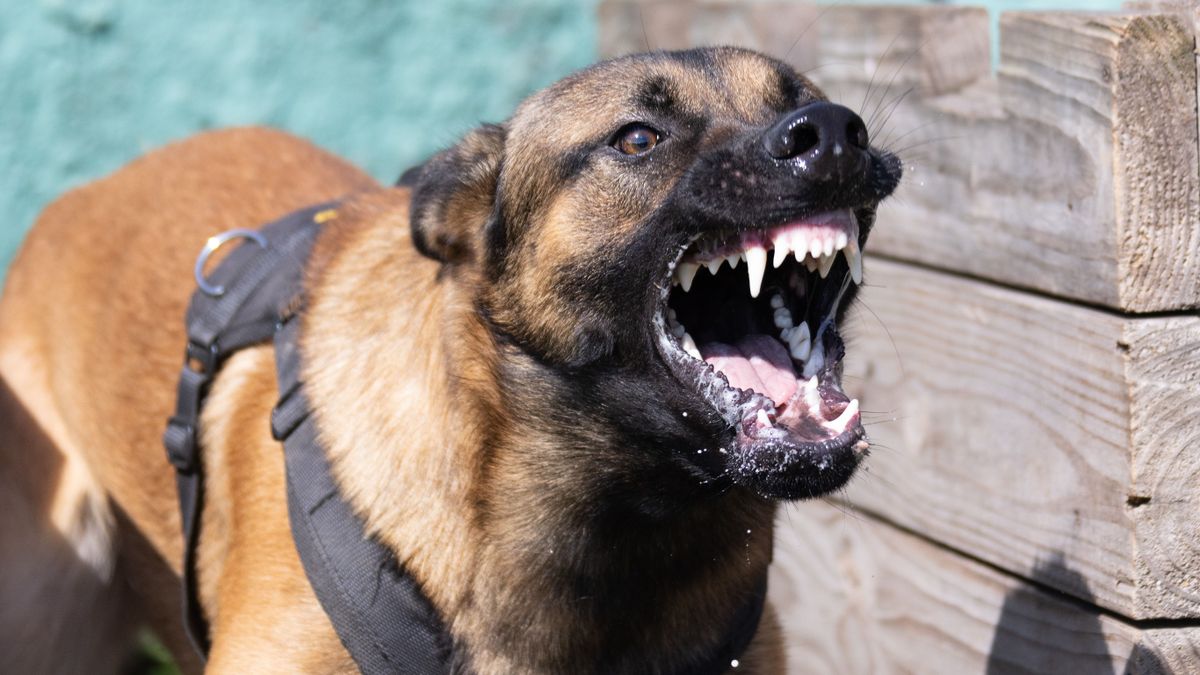 Agresszív kutya reagál egy őt megközelítő emberre. 