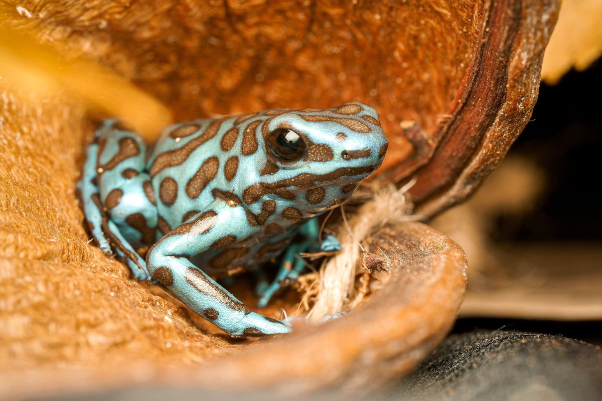 Bár nagyon pici, a nyílméregbéka a természet egyik leghalálosabb, veszélyes mérgeket hordozó élőlénye, amely a dzsungel rejtett fegyverei közé tartozik, élénk színei pedig figyelmeztetésként szolgálnak a veszélyre.