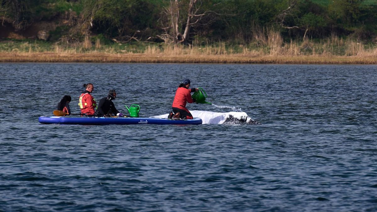 Állatvédők locsolják Timmy, a bálna lepedőkkel betakart testét