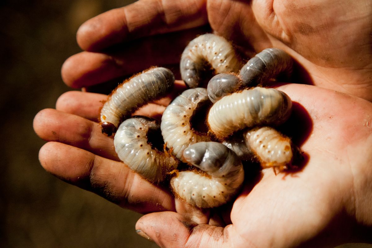 Ezekhez hasoló lárvákat szedtek ki egy görög nő arcüregéből