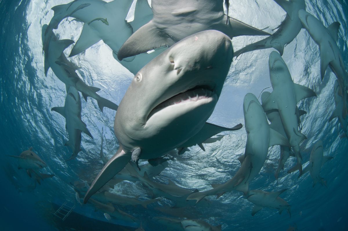 Kokaincápák jelentek meg a Karib-partoknál. 