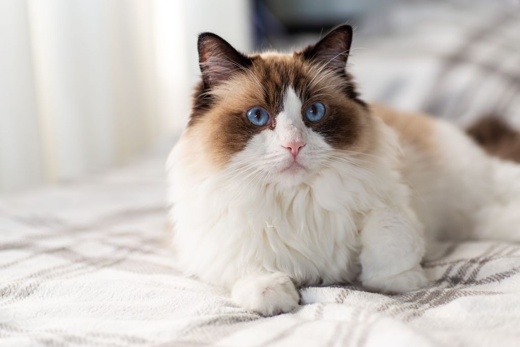 A ragdoll cicák szelídek, türelmesek és ragaszkodóak. Nem agresszívak, így gyerek mellé tökéletes választás lehet.