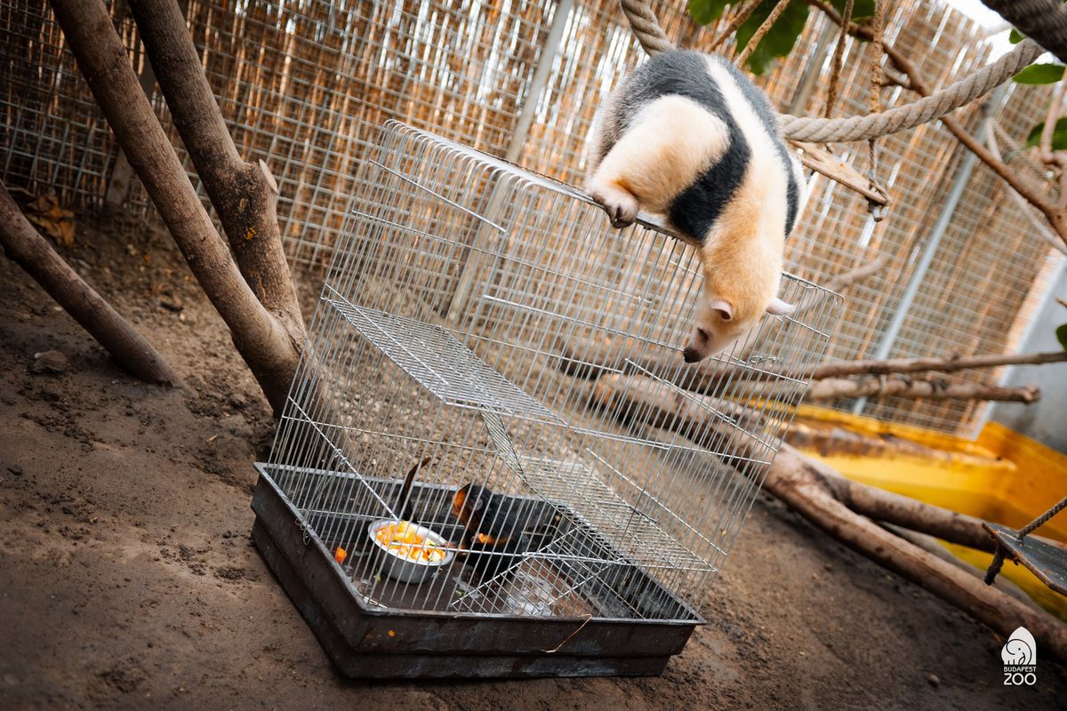 Aranyfejű oroszlánmajmocska&nbsp;a magyar Punch.