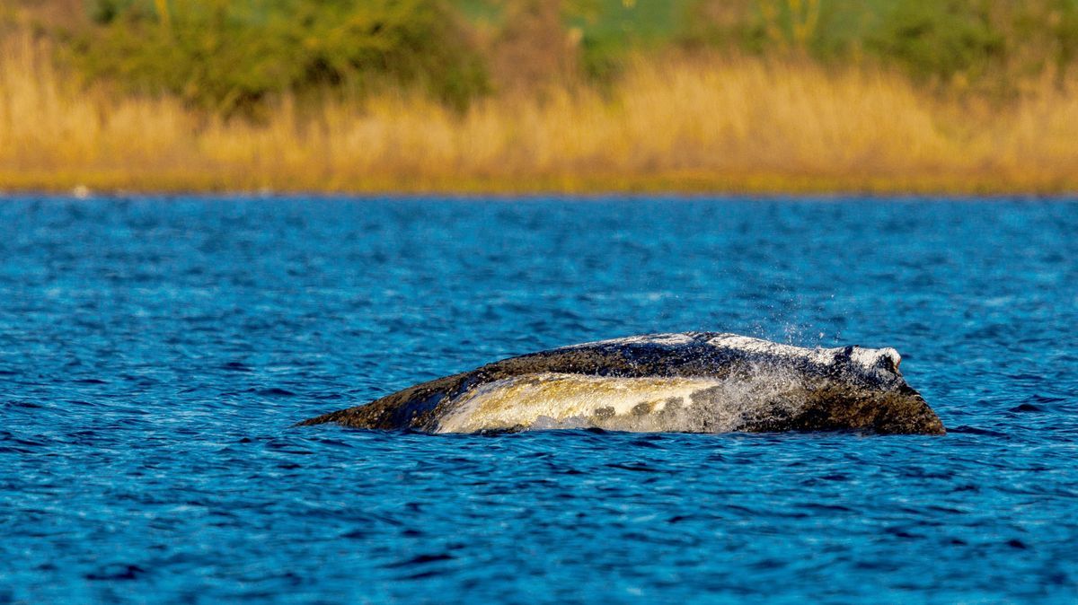 Timmy, a bálna közel egy hónapja rekedt a Balti-tenger partvidékén. 